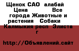 Щенок САО (алабай) › Цена ­ 10 000 - Все города Животные и растения » Собаки   . Калмыкия респ.,Элиста г.